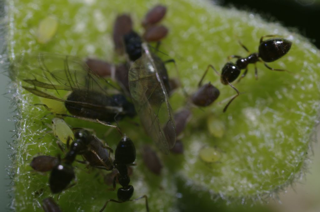 Afidi su edera con formiche:  Aphis sp.